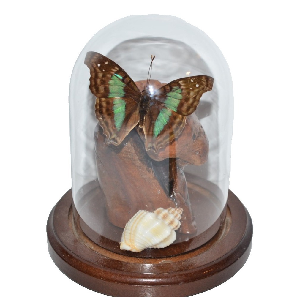Vtg Turquoise Emperor Butterfly In Dome Habitat Taxidermy iridescent‎ blue aqua